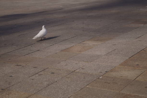 istock White pigeon walking on the sidewalk 976051862