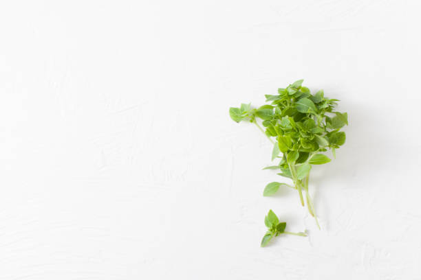 istock Sprigs of green Basil on a white concrete background. Copy space text 976051956