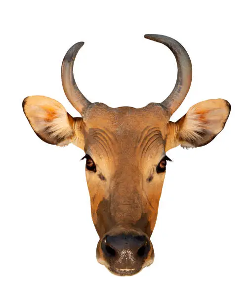 Bos javanicus Head. Red ox is a wild cow. Head on white background isolate.
