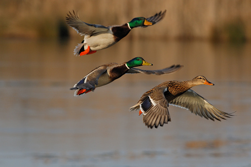 Photograph of a male and female Mallard duck (Anas platyrhynchos) in flight over a marsh/wetlands in spring.  Photograph taken in southern Manitoba.