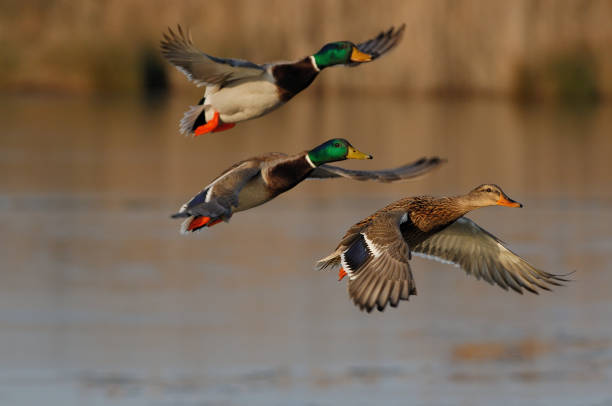 marreco de pequim (anas platyrhynchos - duck - fotografias e filmes do acervo