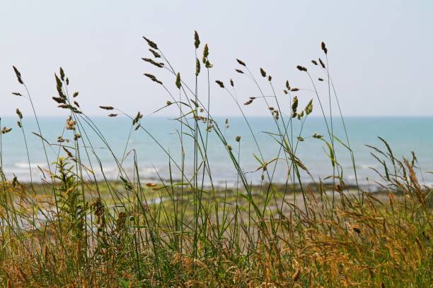 istock view of sea through reeds 976079270