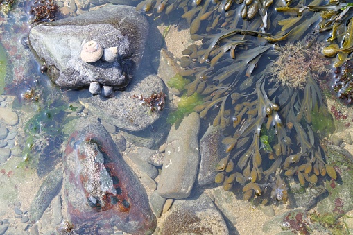 close up abstract view of different types of seaweed, sea snails and limpets in tidal rockpool