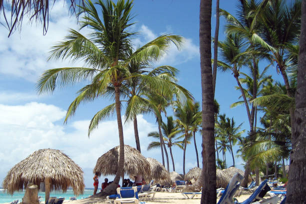 istock paradise beach with palm trees and white sand, Diminican Republic 976083268