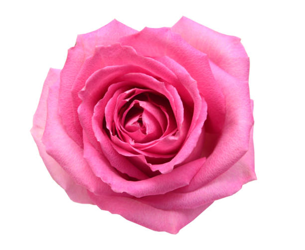 istock flower head of rose blooming 976085126