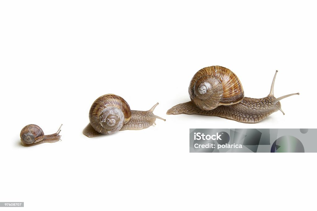 Snails http://i296.photobucket.com/albums/mm185/polarica/snails1.jpg Escargot Stock Photo