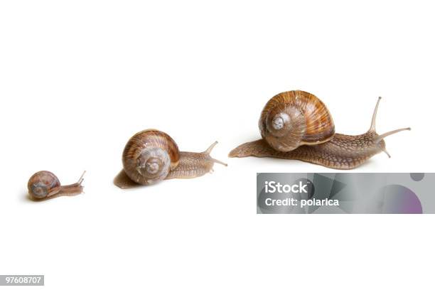 Snails Stock Photo - Download Image Now - Escargot, Snail, Slug