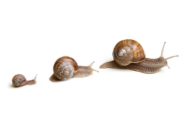 caracóis - remote shell snail isolated - fotografias e filmes do acervo