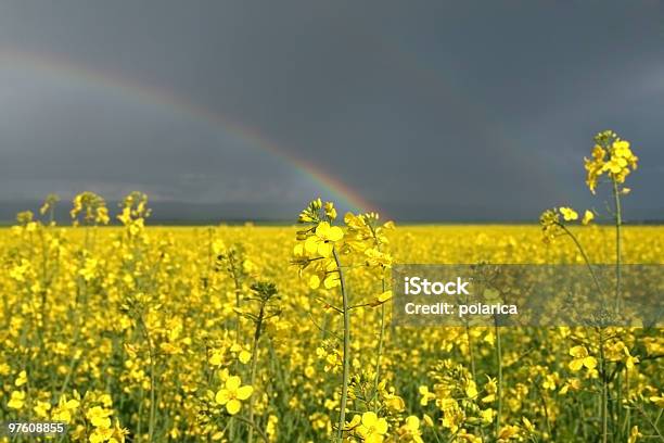 Amarillo Violaciones Campo De Flores Foto de stock y más banco de imágenes de Agricultura - Agricultura, Aire libre, Ajardinado