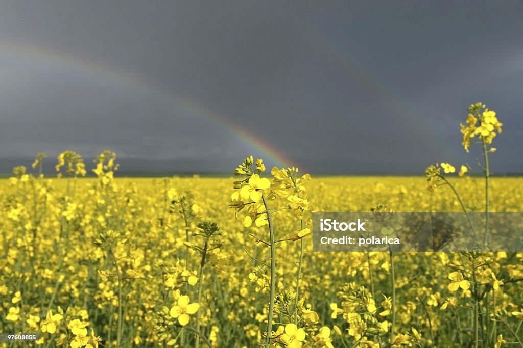 Violações campo de flores amarelas - Foto de stock de Acima royalty-free
