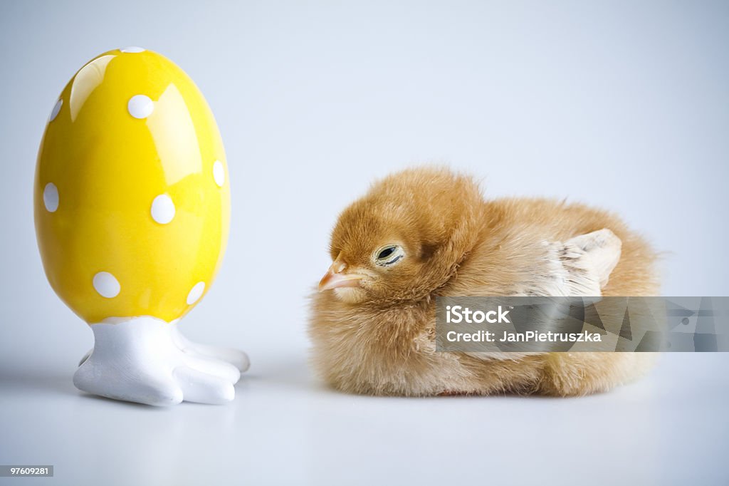 Baby-chick - Lizenzfrei Farbbild Stock-Foto