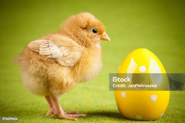 Chick And Egg-foton och fler bilder på Djur - Djur, Fotografi - Bild, Färgbild