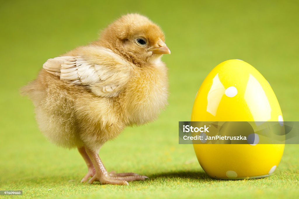 Chick et œufs - Photo de Animaux de compagnie libre de droits