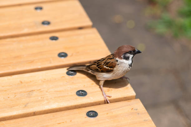 close-up of a sparrow perching on a bench