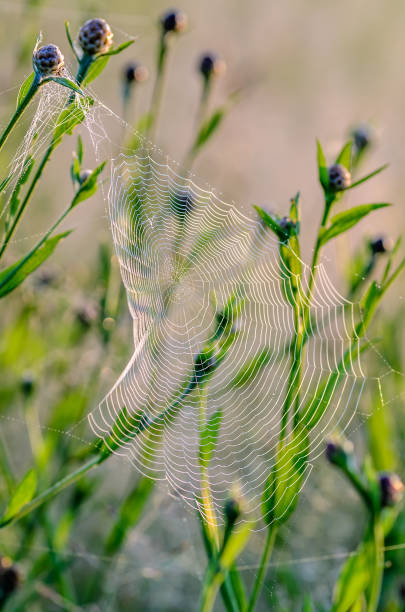 istock Large cobweb bent from the head of wind 976096538