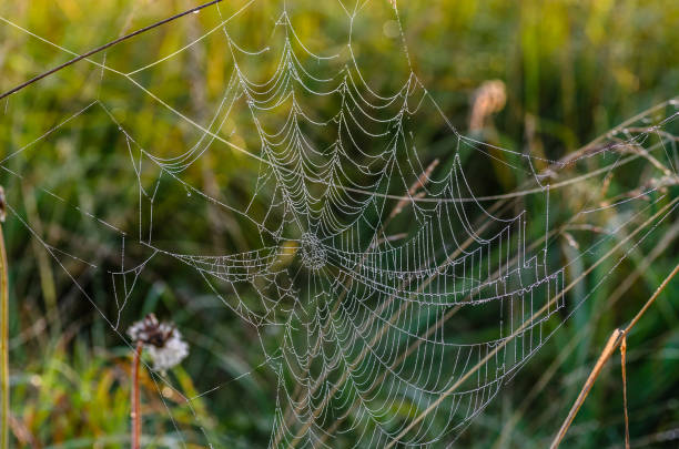 istock Huge cobweb with holes in the center 976097396