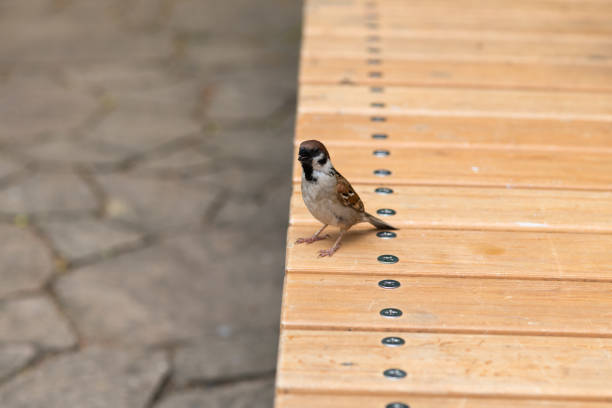 close-up of a sparrow perching on a bench