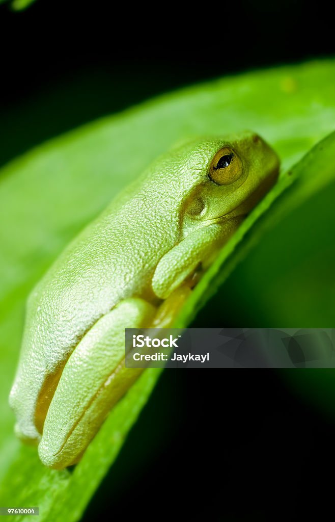 Dwarf green tree frog (Litoria Bicolor - Zbiór zdjęć royalty-free (Australia)