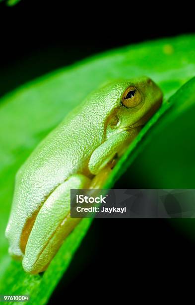 Dwarf Green Tree Frog Litoria Bicolor - zdjęcia stockowe i więcej obrazów Australia - Australia, Bez ludzi, Bliskie zbliżenie