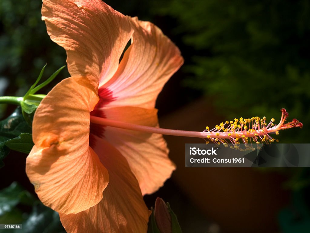 Hibisco rosa sinensis - Foto de stock de Arrugado libre de derechos