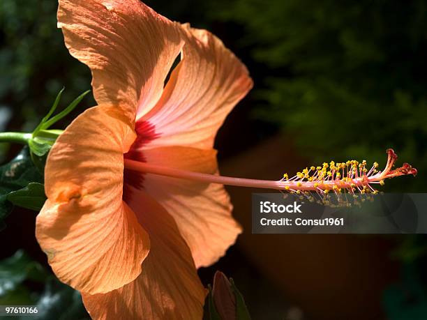 Hibisco Rosa Sinensis Foto de stock y más banco de imágenes de Arrugado - Arrugado, Color - Tipo de imagen, Estambre