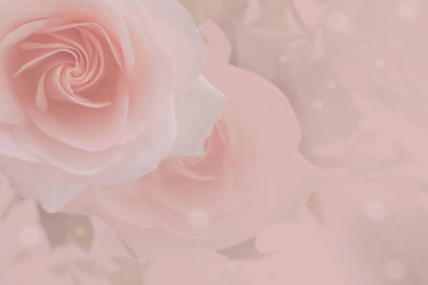 istock Beautiful softly delicate peach colored roses blend into a rosy bokeh background 976102304