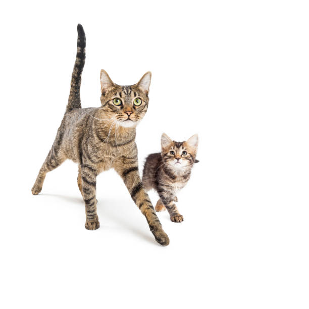 istock Tabby Cat and Kitten Walking Together on White 976105908