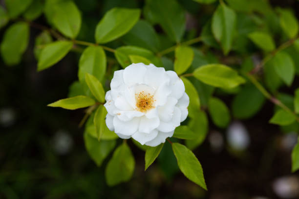 istock close-up of white rose flower 'Iceberg' 976106474