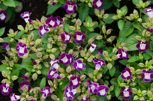 close-up of purple Torenia flower