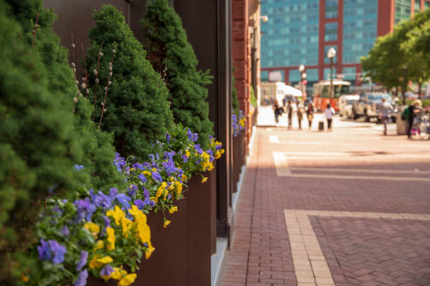 istock Outdoor flowers on Atlantic Ave. Boston Massachusetts U.S. 976113426