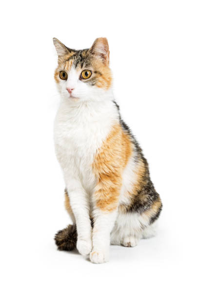 istock Cute Orange Black and White Cat Sitting on White 976115620