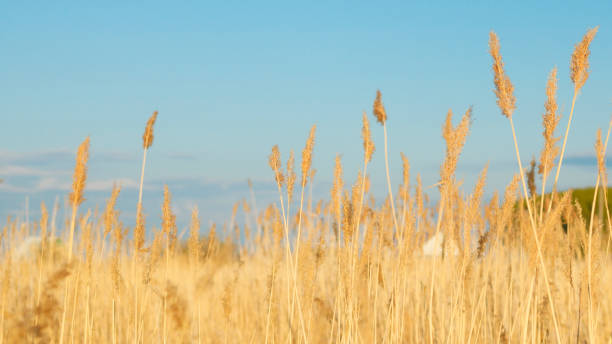 istock Spikes of yellow grass against the blue sky 976125068