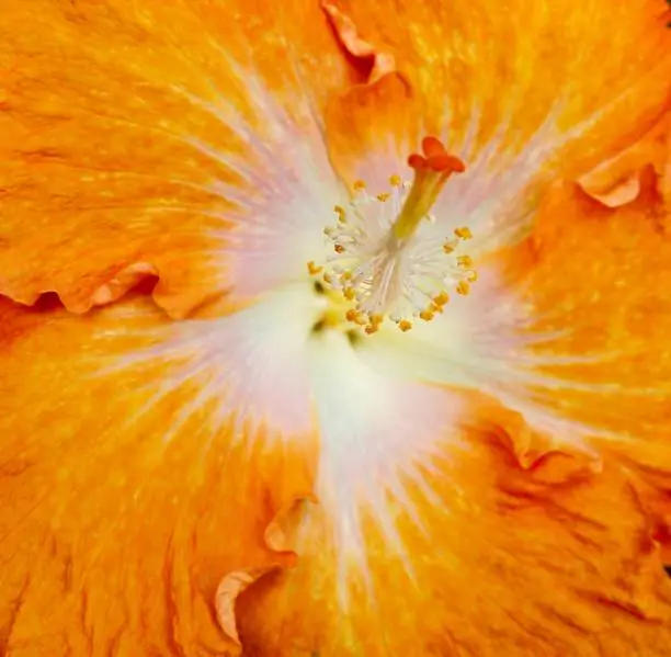 large closeup of orange hibiscus flower with petals and pollen