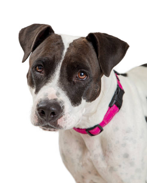 istock Black and White Pit Bull Dog Closeup 976132554