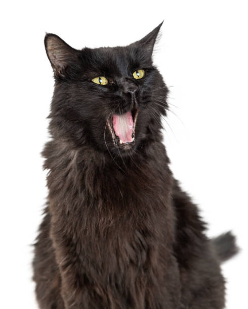 istock Funny Tired Cat Mouth Wide Open 976147092