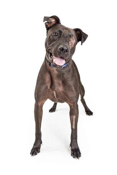 istock Large Dog With Eye Recently Removed 976148238