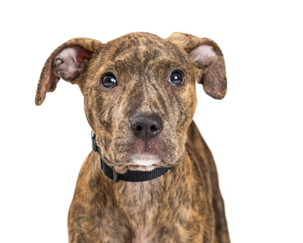 istock Closeup Cute Shy Brindle Terrier Puppy 976148830
