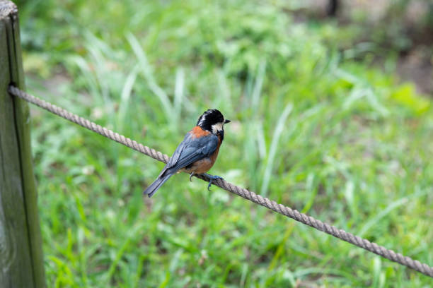 close-up of varied tit (Parus varius) perching on rope