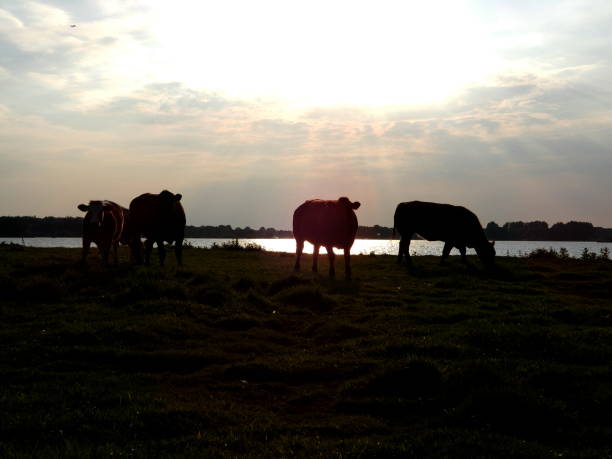 istock sunset at a lake with cow silhouettes 976148942
