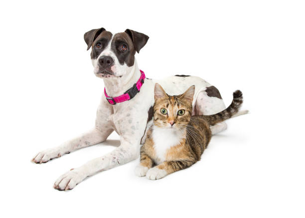 istock Crossbreed Dog and Tabby Cat Lying Down Together 976149516