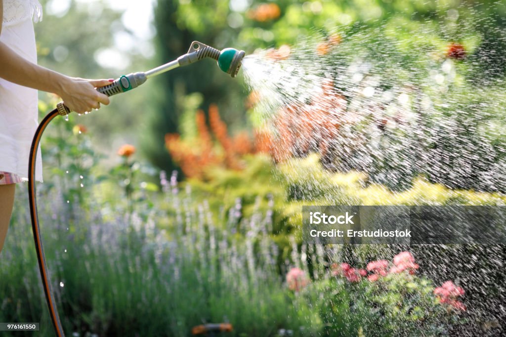 Watering garden flowers with hose woman watering garden flowers with hose in summer Hose Stock Photo