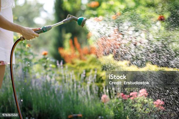 Watering Garden Flowers With Hose Stock Photo - Download Image Now - Hose, Water, Flower