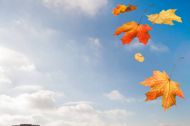 Autumn red yellow simple maple falling leaves over the city on blue cloud sky background with a horizontal copy space from aerial view