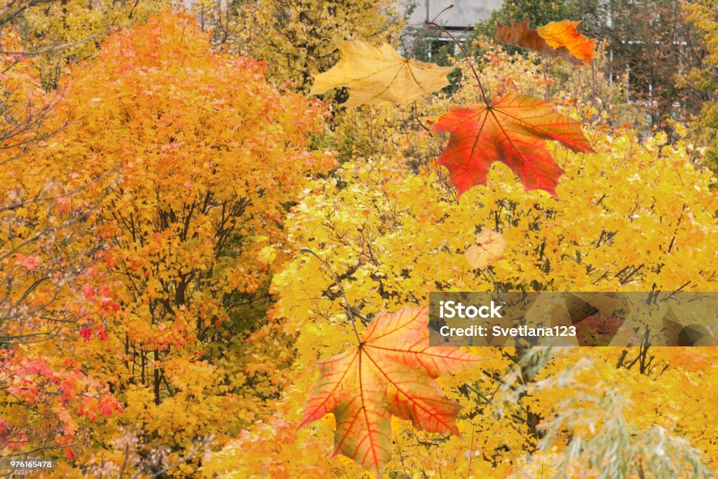Red yellow maple falling leaves over the park on tree background autumn mabon from aerial view Red yellow maple falling leaves over the park on tree saturation background autumn mabon from aerial view Abstract Stock Photo