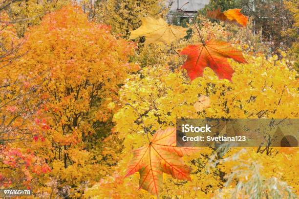 Red Yellow Maple Falling Leaves Over The Park On Tree Background Autumn Mabon From Aerial View Stock Photo - Download Image Now