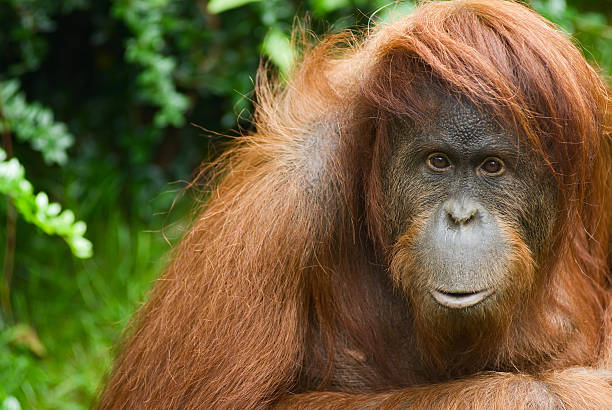 Sumatran Orangutan stock photo