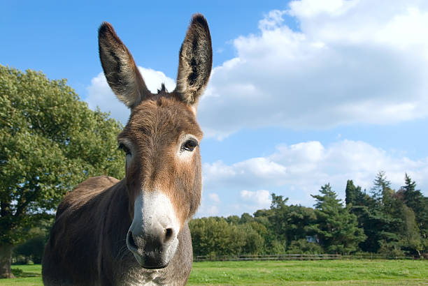 Close up of donkey on an empty field stock photo