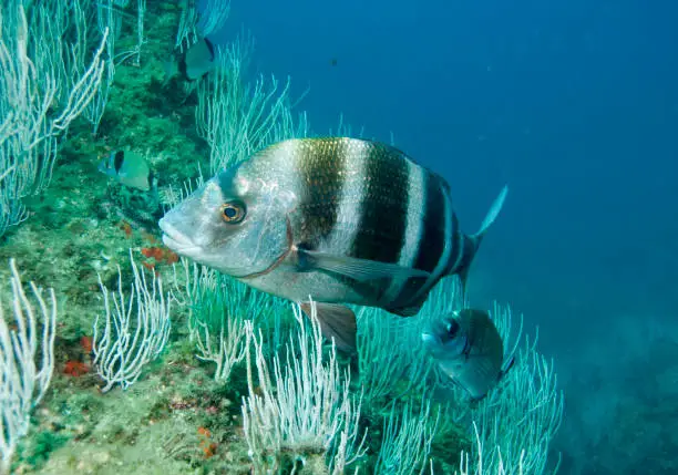 This zebra seabream was shot in the marine nature reserve of Cerbère Banyuls-sur-Mer, swimming along one of the cliffs covered by white gorgonians