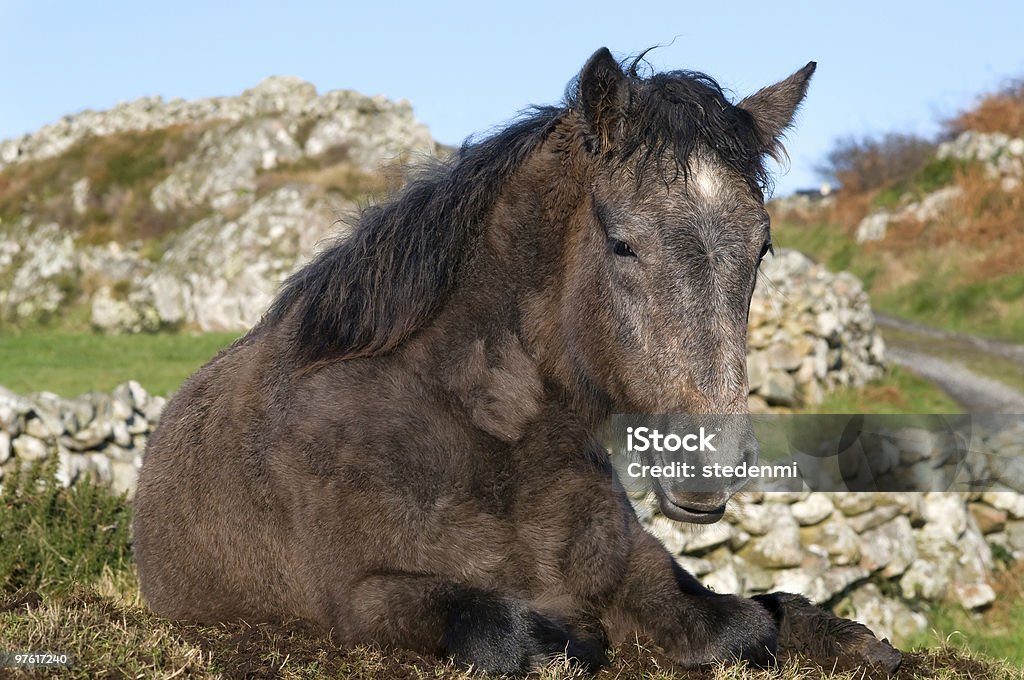 Connemara pony  Connemara Stock Photo