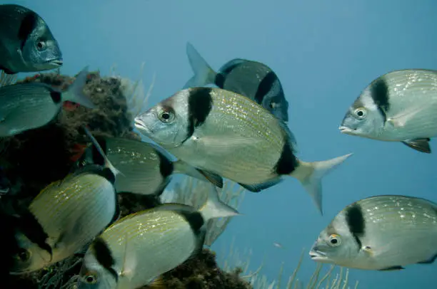 In the marine nature reserve of Cerbère Banyuls-sur-Mer large schools of common two-banded seabream can be seen at the Cap l'Abeveille dive spots.